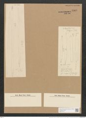 Nitzschia linearis var. tenuis & "var. silesiana" Grunow (de-Toni-Nr.: Genus 47, Species 2111) Zeichnungen Sammlung Grunow Nr. 4568 (NHMW-BOT-W0372177)